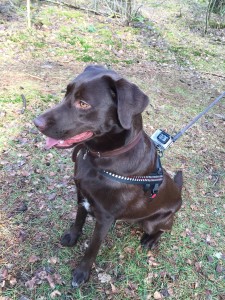 ACTIVEON 360 Dog Vest_Lifestyle with dog