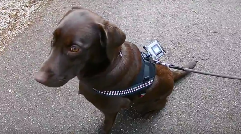 Activeon lancia la nuova 360 Dog Vest per gli amici a 4 zampe