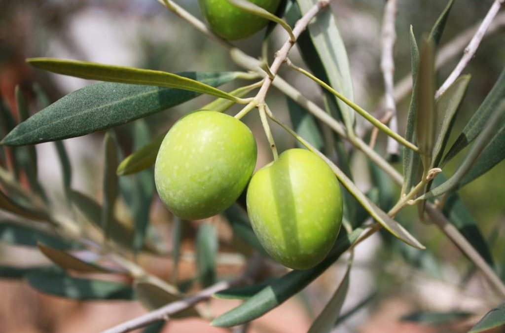 Hai mai pensato di produrre olio extra vergine di oliva fai da te?