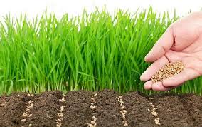 Giardinaggio e orto sul balcone: ecco i benefici